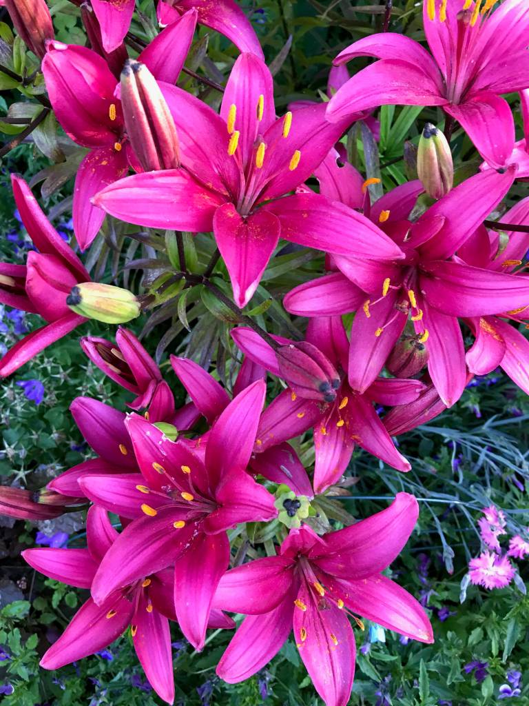 Kachemak Gardener: Until next year