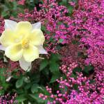 Kachemak Gardener: Until next year