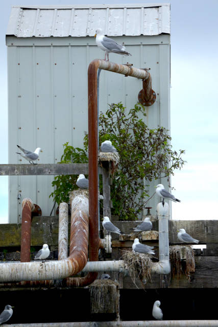 Deb Fanatias photograph, on display for First Friday at Ptarmigan Arts in Homer, Alaska. (Photo provided)