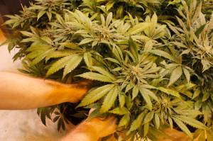 Green Elephant Gardens gardener Scott Jones cares for a marijuana plant on Green Elephants first day of operation in June 2017. (Alex McCarthy | Juneau Empire file)