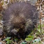 A porcupine feeds by the side of a driveway off Diamond Ridge Road on Nov. 10, 2018, in Homer, Alaska. (Photo by Michael Armstrong/Homer News)