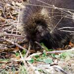 A porcupine feeds by the side of a driveway off Diamond Ridge Road on Nov. 10, 2018, in Homer, Alaska. (Photo by Michael Armstrong/Homer News)