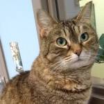 Pet of the Week: Harmony