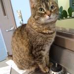 Pet of the Week: Harmony