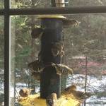 Pine siskins and red polls feed at a Homer, Alaska, house in February 2018. (Photo by BJ Hitchcock)