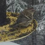 A red poll feeds at a Homer, Alaska, house in February 2018. (Photo by BJ Hitchcock)
