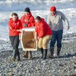 A group of Alaska SeaLife Center Volunteers and members of the Wildlife Rescue Team release a male harbor seal into the wild on Bishops Beach in Homer, Alaska on Nov. 8, 2018. (Photo courtesy Alaska SeaLife Center)