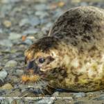 Hubbard, a male harbor seal rescued from Clam Gulch in July, is released back into the wild on Bishops Beach in Homer, Alaska on Nov. 8, 2018. (Photo courtesy Alaska SeaLife Center)