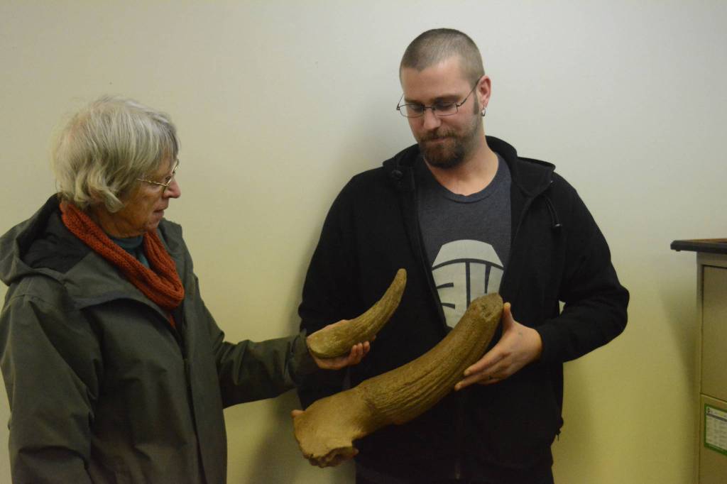 In this photo taken on Nov. 26, 2018, Janet Klein, left, and A.J. Weber, right, compare steppe bison core horns found near Diamond Creek in Homer, Alaska. The smaller horn was found recently by a person who asked to be anonymous. Weber found his in 2012 while gold panning at the creek. (Photo by Michael Armstrong/Homer News)