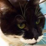 Pet of the Week: Shadow