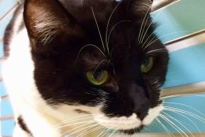 Pet of the Week: Shadow