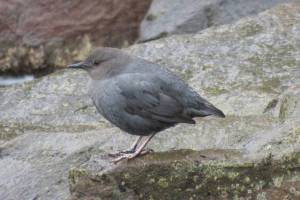 Point of View: Discover the American dipper