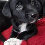 Pet of the Week: Harland