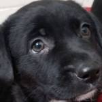 Pet of the Week: Harland