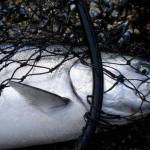 Second-worst chinook forecast since ‘95 for Taku River