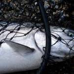 In this file photo, a king salmon lies in a net at Auke Bay. (Bjorn Dihle | For the Juneau Empire)