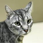 Pet of the Week: Tevye