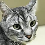 Pet of the Week: Tevye