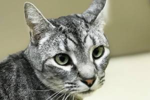 Pet of the Week: Tevye