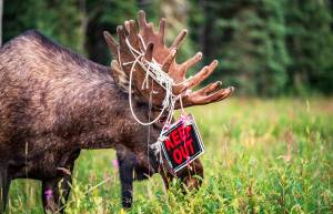 A bull moose munches on vegetation after making a quick job of someones Keep Out sign in Kasilof, Alaska. (Photo courtesy Ed Marsh)