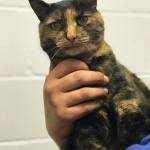 Pet of the Week: Kossy