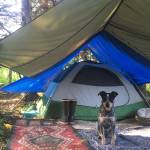 Jessica Entsmingers dog, Leah, stands guard in front of the tent where they live on East Hill Road. (Homer News file photo)