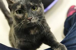 Pet of the Week: Aurora