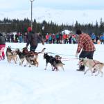 Volunteers for the Tustumena 200 Sled Dog Race help guide a dog team into place for a rest Saturday, Jan. 26, 2019 at the McNeil Canyon Elementary School race checkpoint near Homer, Alaska. (Photo by Megan Pacer/Homer News)