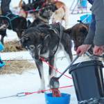 Musher Cim Smyth feeds his dogs at a Tustumena 200 Sled Dog Race checkpoint Saturday, Jan. 26, 2019 at McNeil Canyon Elementary School near Homer, Alaska. (Photo by Megan Pacer/Homer News)