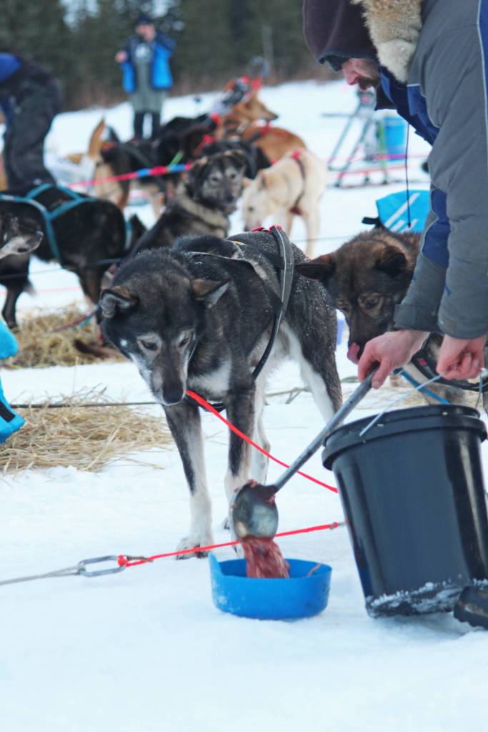 Musher Cim Smyth feeds his dogs at a Tustumena 200 Sled Dog Race checkpoint Saturday, Jan. 26, 2019 at McNeil Canyon Elementary School near Homer, Alaska. (Photo by Megan Pacer/Homer News)