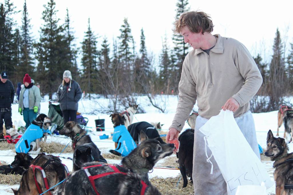 Musher Travis Beals feeds his dog team at a Tustumena 200 Sled Dog Race checkpoint Saturday, Jan. 26, 2019 at McNeil Canyon Elementary School near Homer, Alaska. (Photo by Megan Pacer/Homer News)