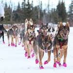 Travis Beals dog team approaches the finish line of this years Tustumena 200 Sled Dog Race on Sunday, Jan. 27, 2019 at Freddies Roadhouse near Ninilchik, Alaska. Beals and his team came in fourth, finishing just four minutes behind third place winner Nic Petit. (Photo by Megan Pacer/Homer News)