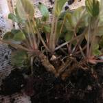 When African violets get overgrown, they can be separated and repotted in new containers, as seen at Rosemary Fitzpatricks home in Homer, Alaska, on Jan. 27, 2019. (Photo by Rosemary Fitzpatrick)