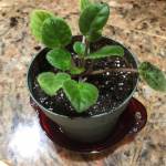 Here a separated African violet has a new home in its own pot, as seen at Rosemary Fitzpatricks home in Homer, Alaska, on Jan. 27, 2019. (Photo by Rosemary Fitzpatrick)