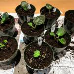 African violet seedlings have been started from leaf cuttings, as seen at Rosemary Fitzpatricks home in Homer, Alaska, on Jan. 27, 2019. (Photo by Rosemary Fitzpatrick)