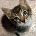 Pet of the Week: Littlefoot