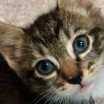 Pet of the Week: Littlefoot