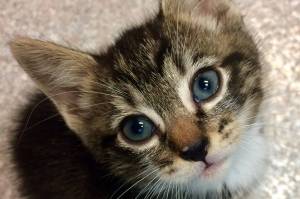 Pet of the Week: Littlefoot