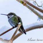 Birders find a record 71 species for Christmas bird count
