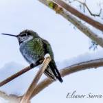 Birders find a record 71 species for Christmas bird count