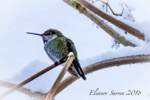 Birders find a record 71 species for Christmas bird count