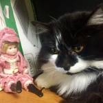 Pet of the Week: Sylvester