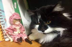 Pet of the Week: Sylvester