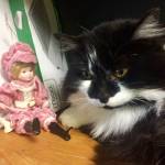 Pet of the Week: Sylvester