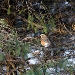 A juvenile robin feeds in spruce trees near Beluga Lake on Jan. 8, 2019, in Homer, Alaska. (Photo by Michael Armstrong/Homer News)