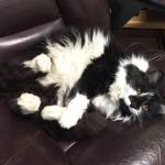 Pet of the Week: Fluffy