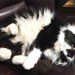 Pet of the Week: Fluffy