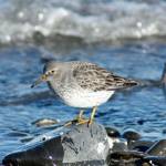 A rock sandpiper forages among ice on the Homer Spit in February 2012 in Homer, Alaska (Photo by George Matz)