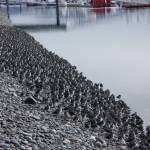 A flock of rock sandpipers roost at the Homer Harbor in March of 2016 in Homer, Alaska. (Photo by George Matz)