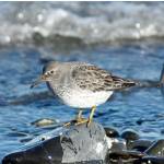 A rock sandpiper forages among ice on the Homer Spit in February 2012 in Homer, Alaska (Photo by George Matz)